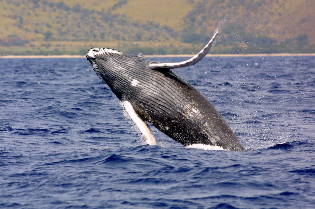 Whale Migration